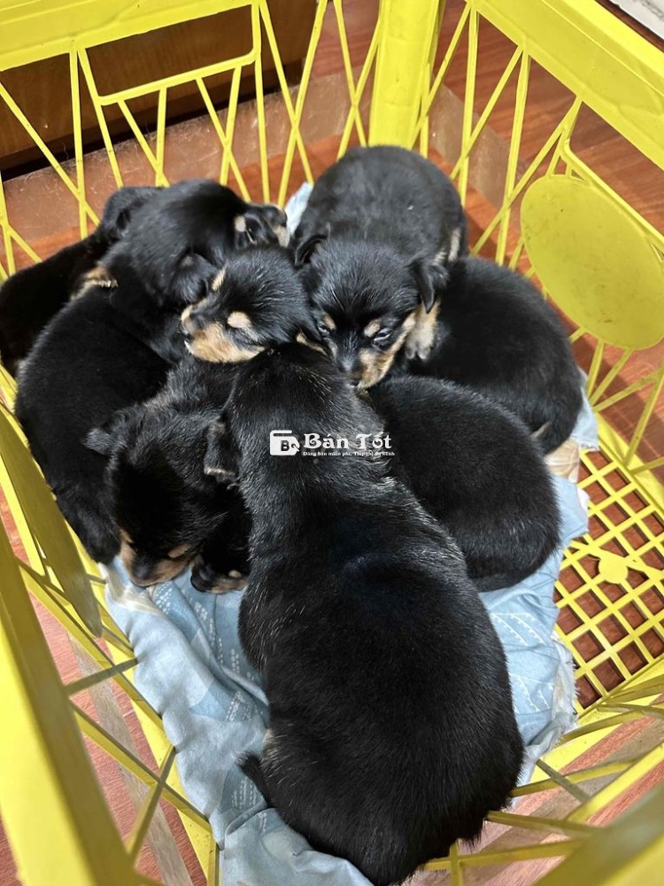 CHÓ BABY CORGI LAI PHỐC THÁI
