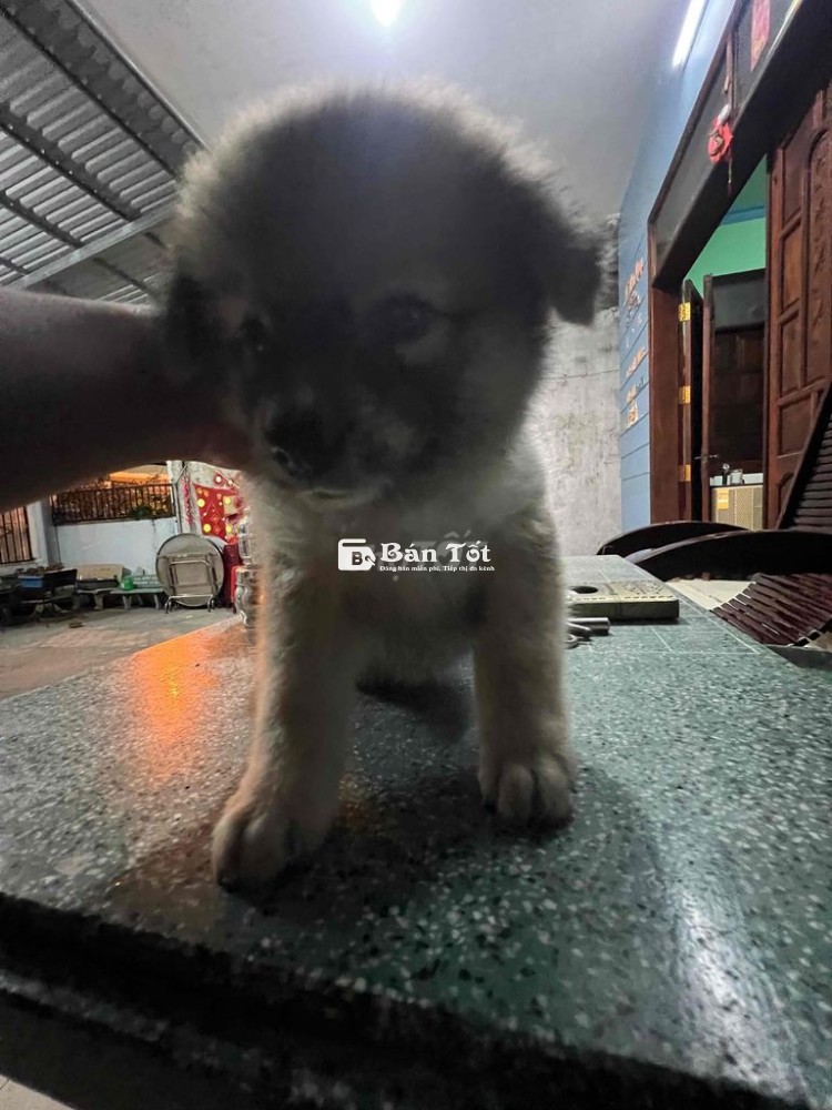cần tìm chủ mới nha