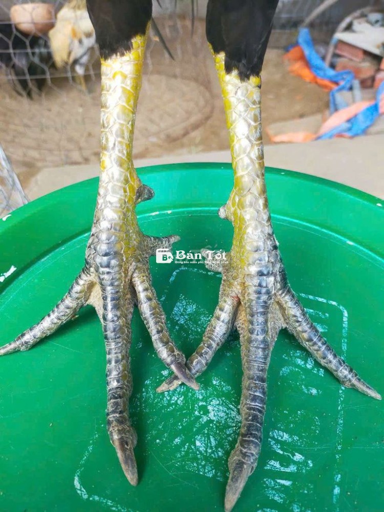 2k8 tơ 6tháng5 1củ