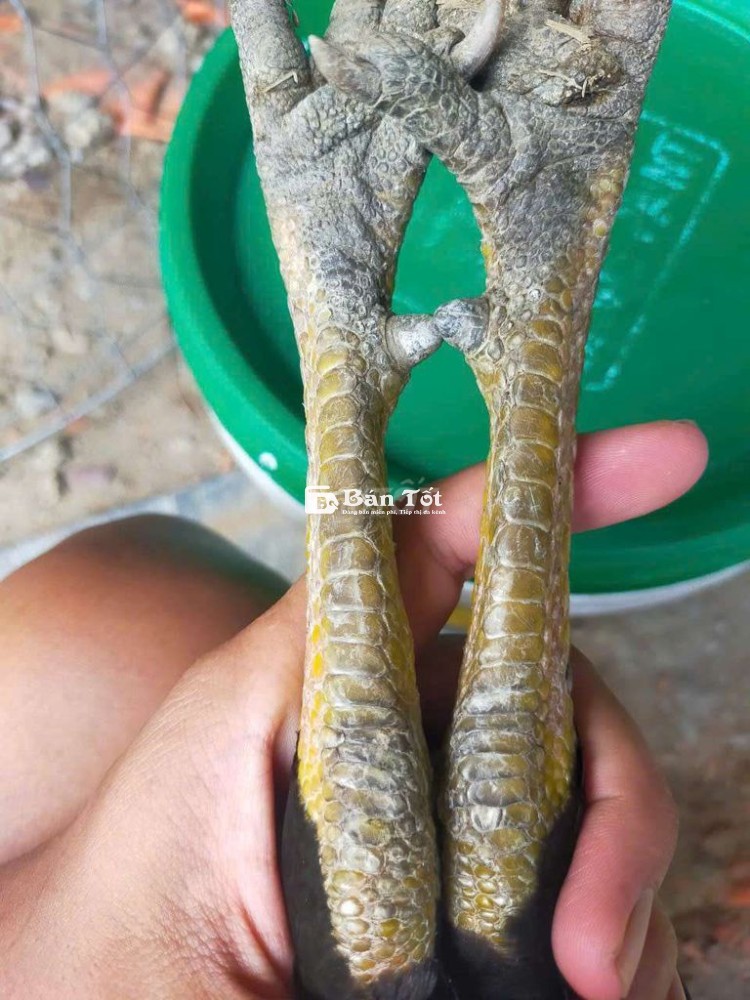 2k8 tơ 6tháng5 1củ