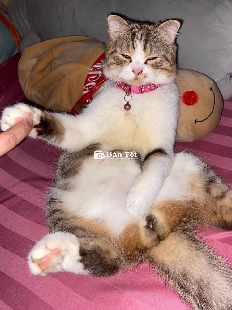 Mèo anh lông ngắn cute