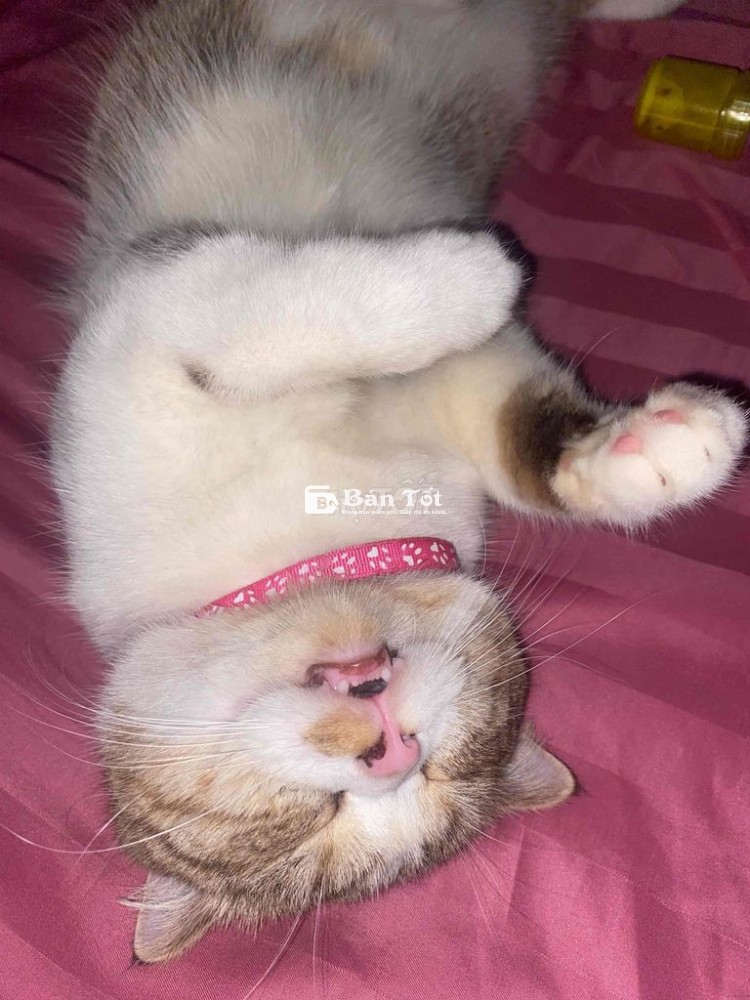 Mèo anh lông ngắn cute