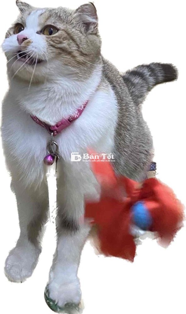 Mèo anh lông ngắn cute