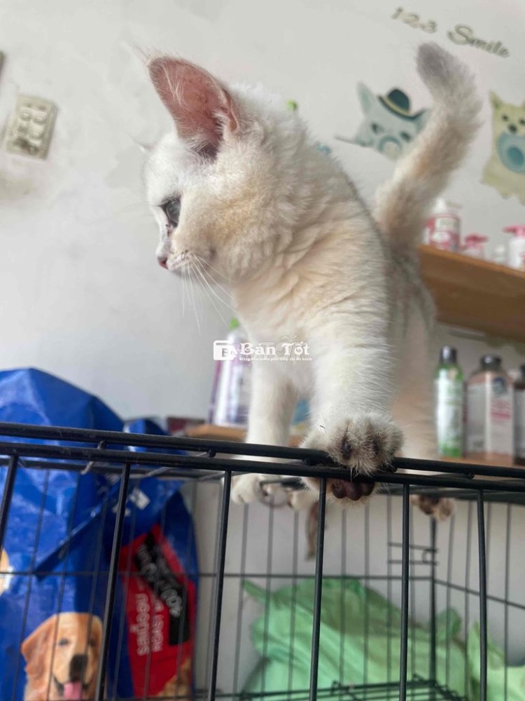 Mèo Anh lông ngắn cần tìm chủ yêu thương