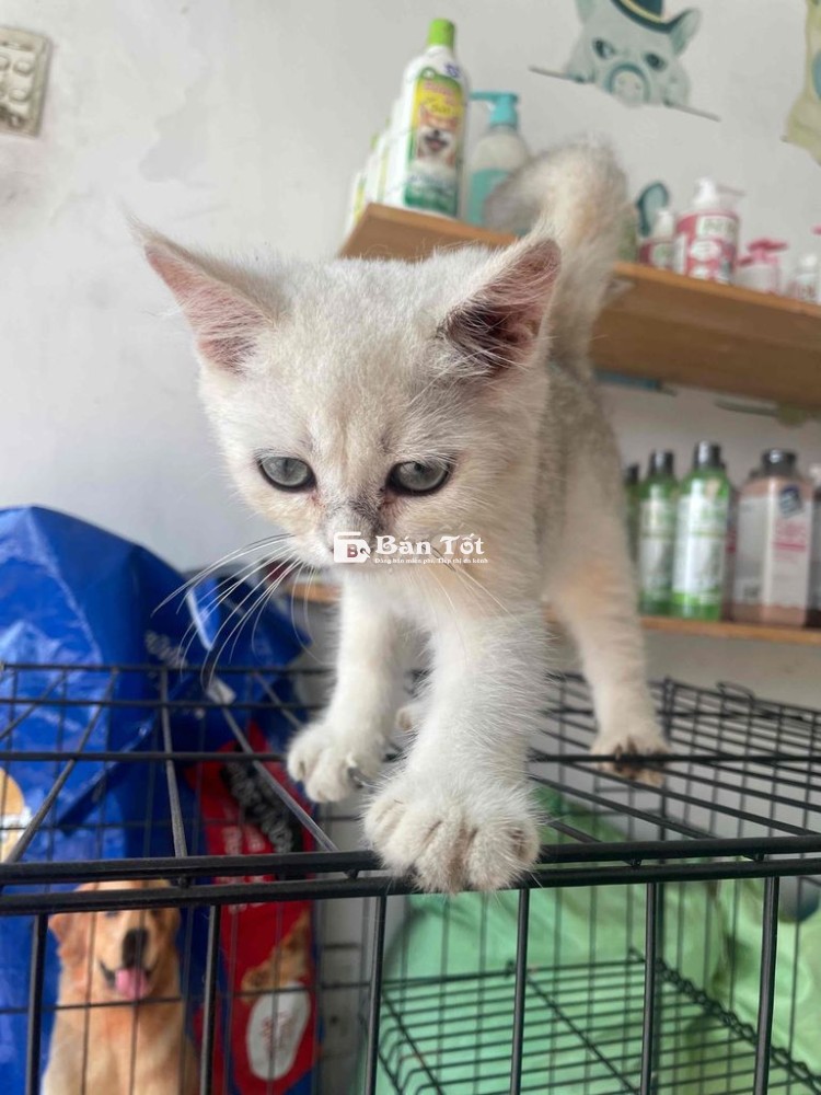 Mèo Anh lông ngắn cần tìm chủ yêu thương