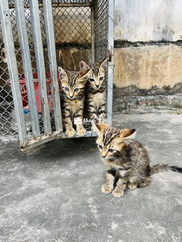 Mèo Bengal lai mèo Anh lông ngắn