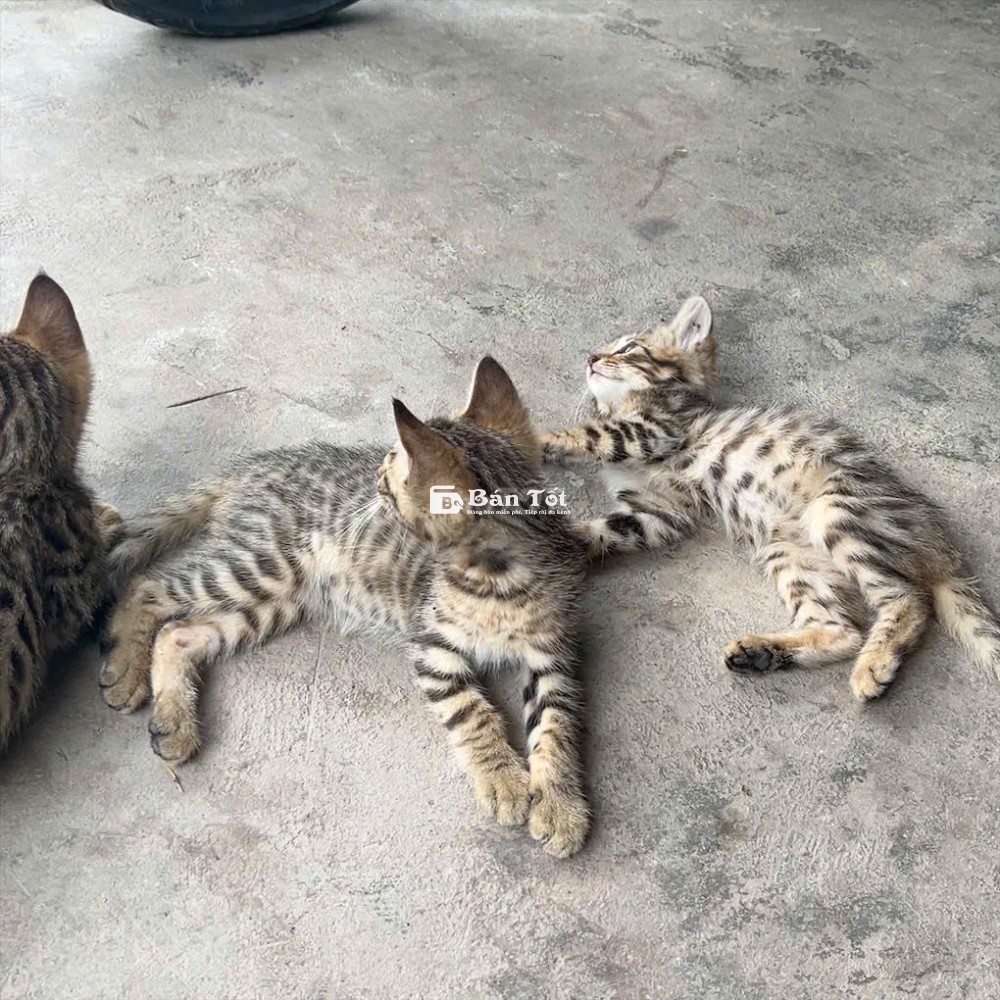 Mèo Bengal lai mèo Anh lông ngắn