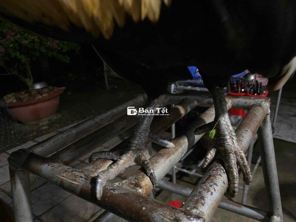 gà chuối chân xnah 3.3