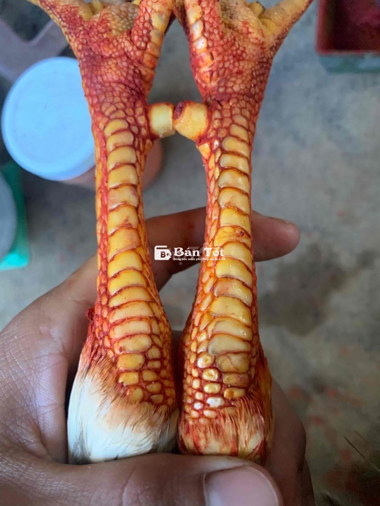 bướm cán vuông