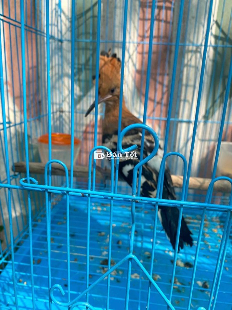 chim đầu rìu