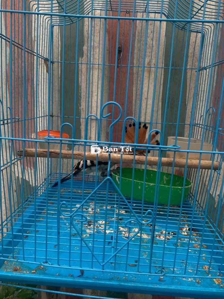 chim đầu rìu