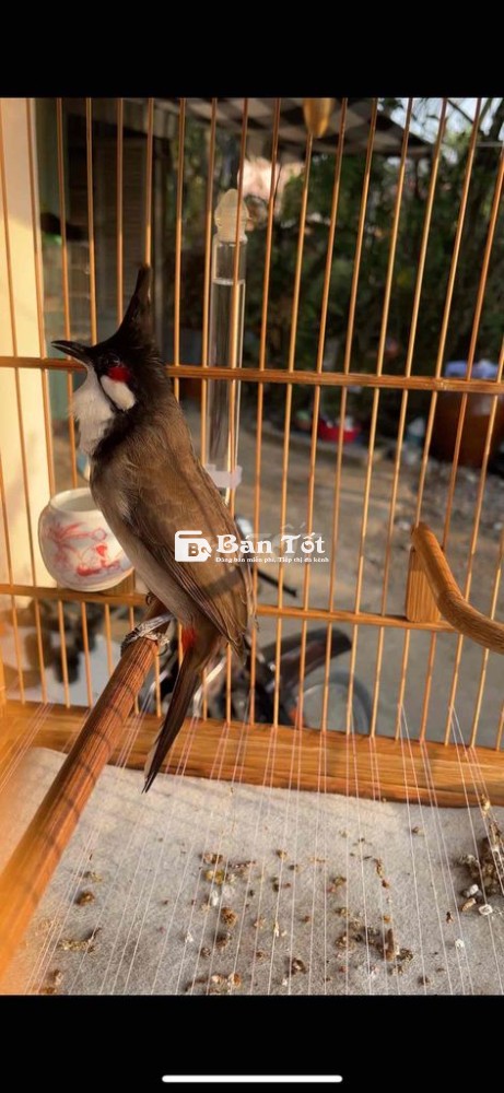 Máy khoan gl mào mồi