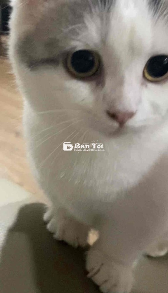 Mèo Munchkin chân ngắn, trắng/xám, cái, 8 tháng