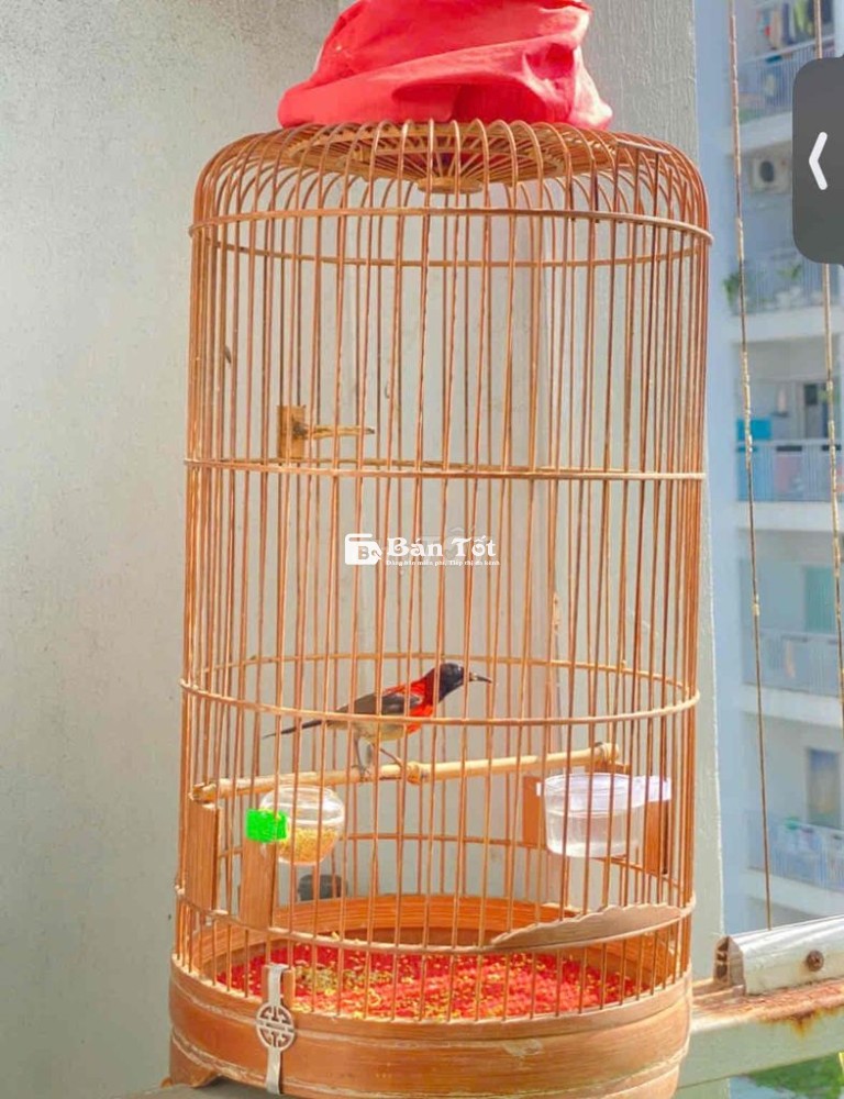 bộ hút mật ngực cam