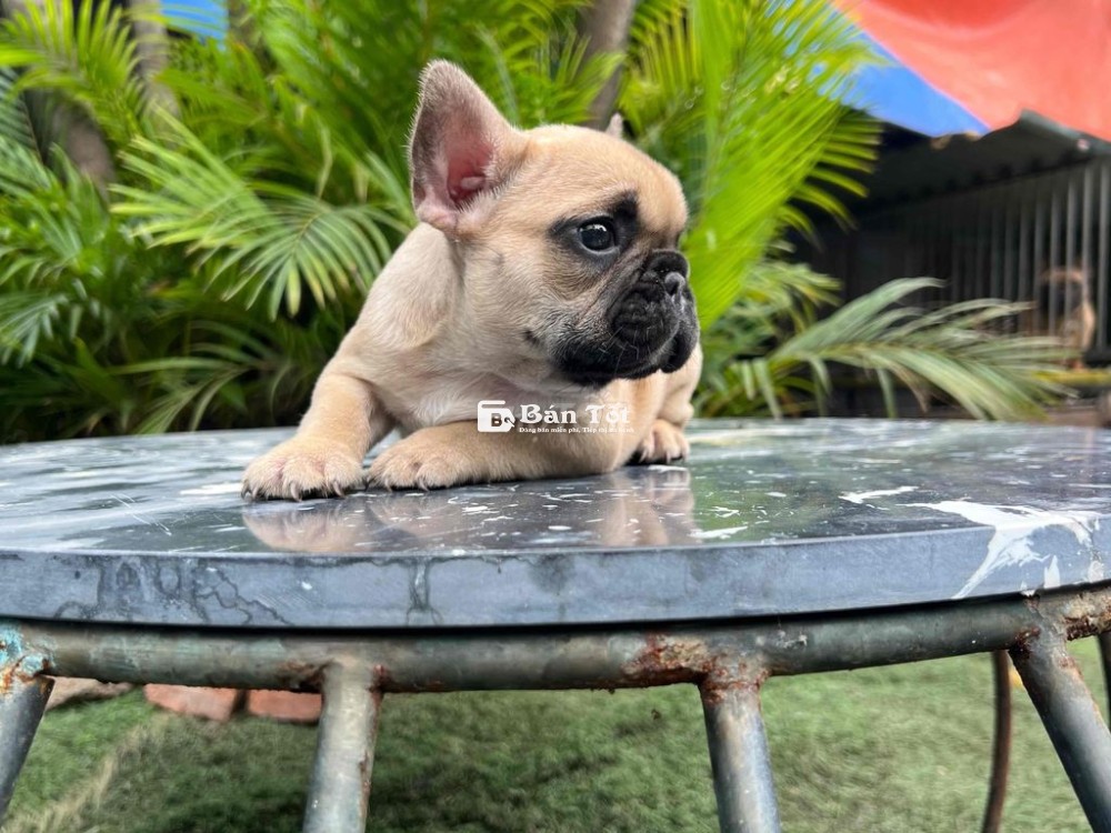 bull baby cái fawn