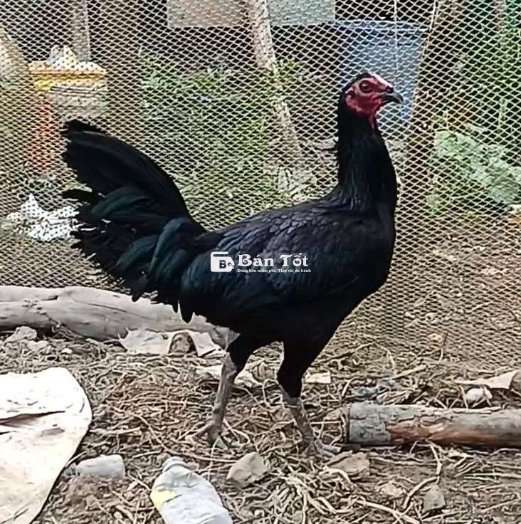 PERU 6 THÁNG 3K4 MAX 3K6 SAU 8 THÁNG