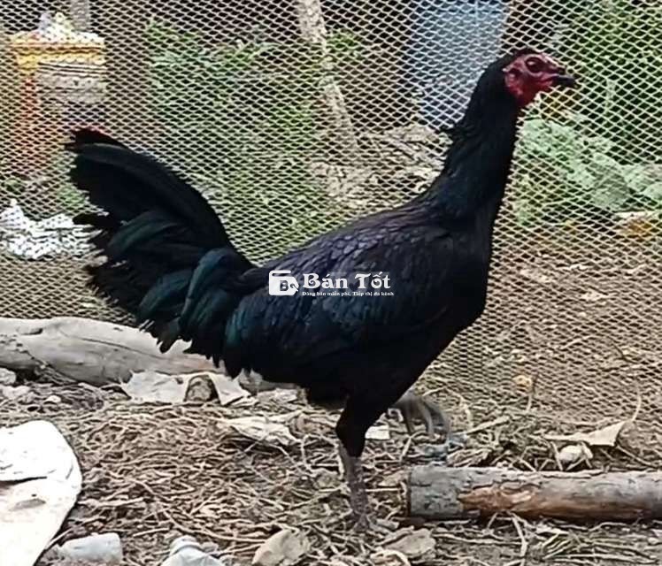 PERU 6 THÁNG 3K4 MAX 3K6 SAU 8 THÁNG