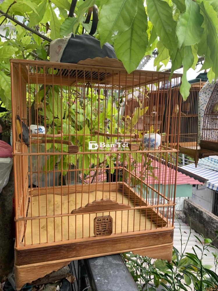 chào mào vuông cao 36.5cm