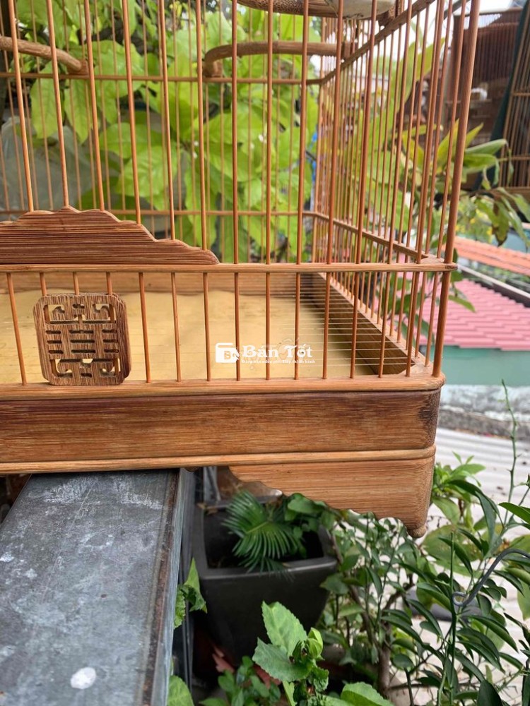 chào mào vuông cao 36.5cm