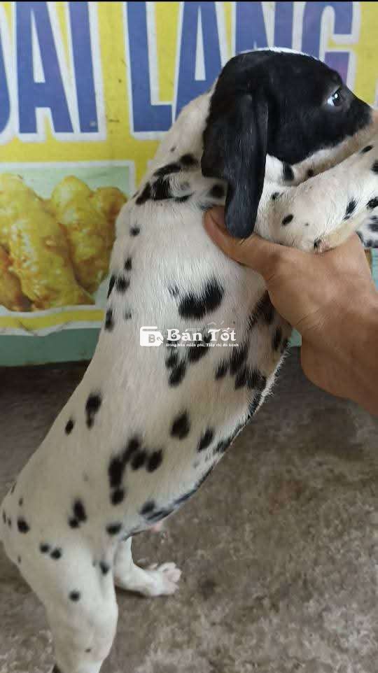 Chó Đốm Đực 3 tháng tuổi có gương mặt lạ độc đáo