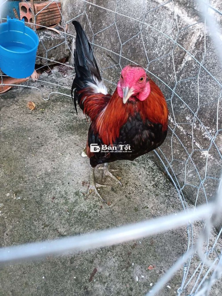 Sil mỹ 1k2