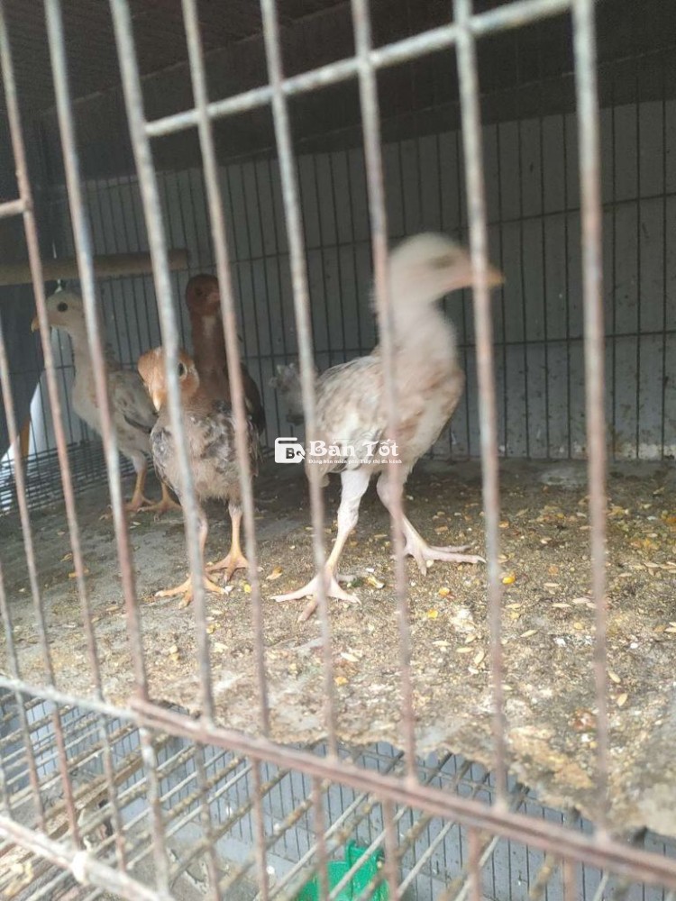 Bày 5 con cú mái lại 1t