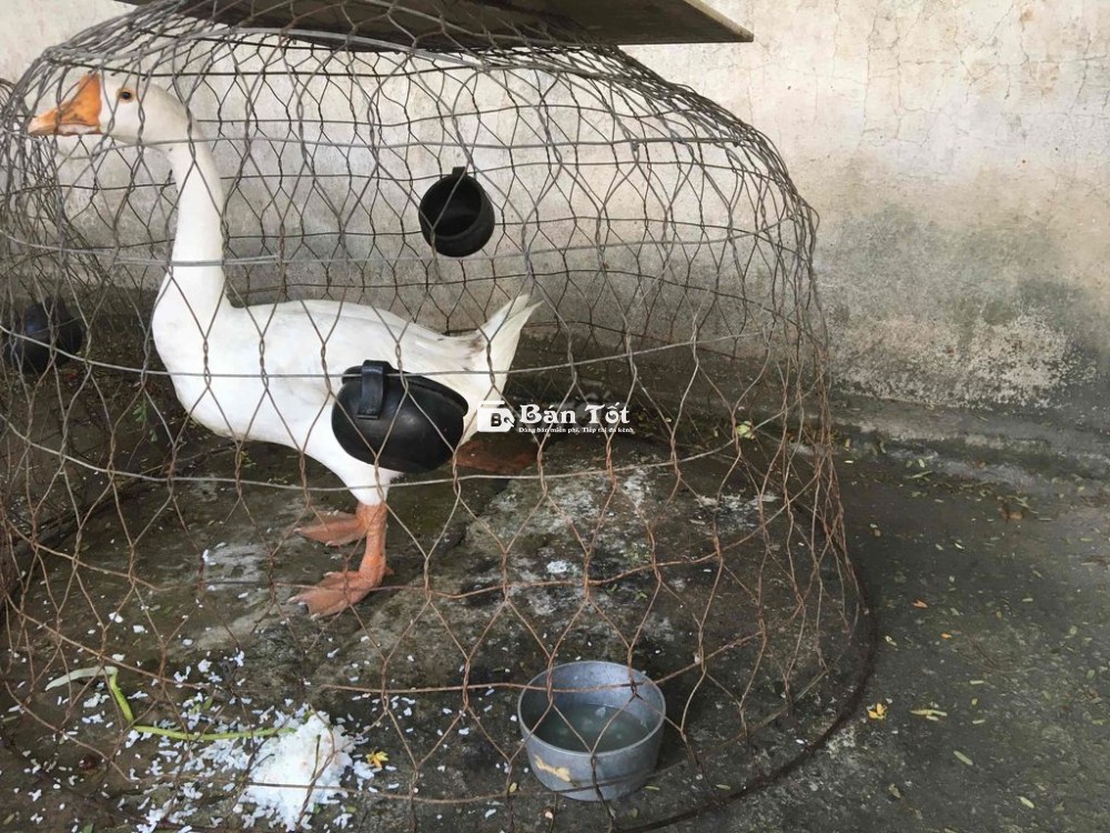 Bán Ngỗng Đực Giá 600k - Ngỗng To Khỏe, Chất Lượng Cao