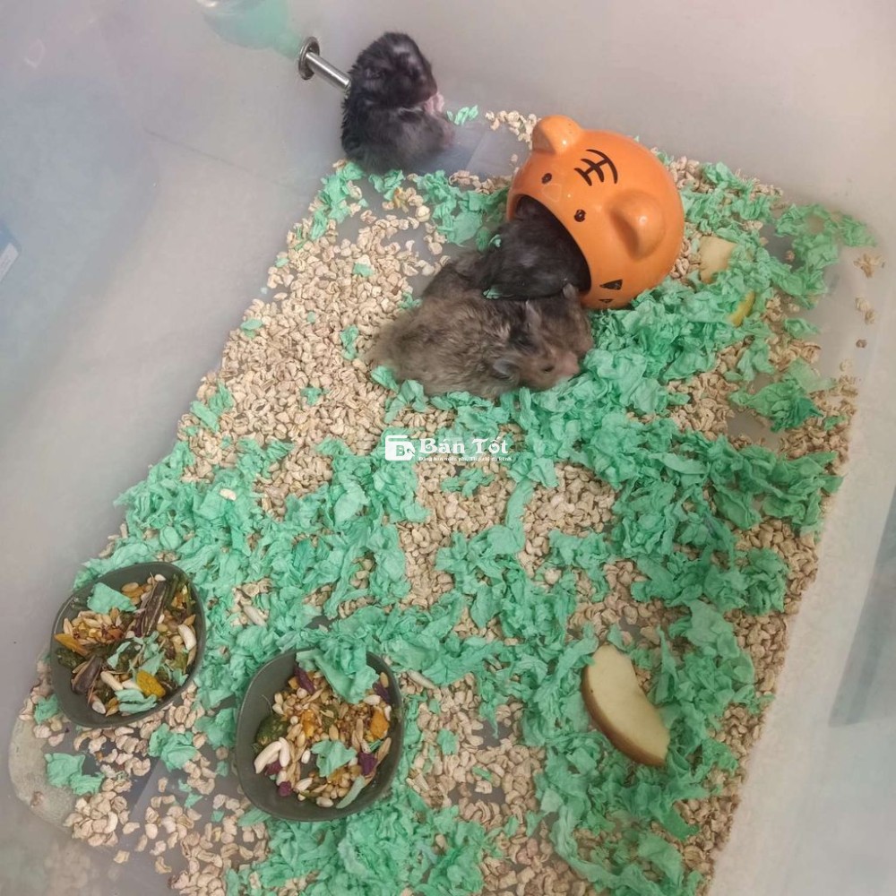 Hamster - Chuột hamster