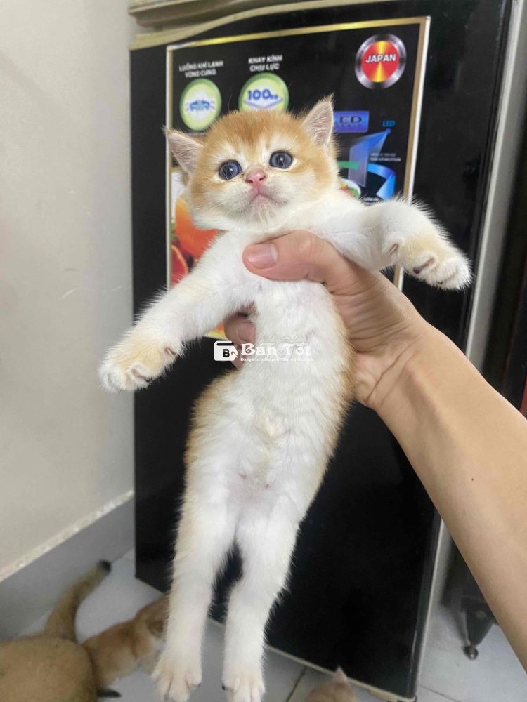Nhận Giao Mèo Golden Thuần Chủng