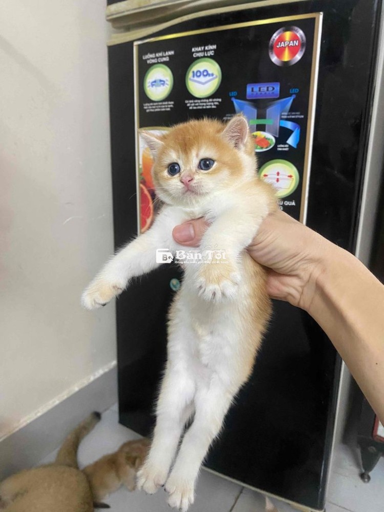 Nhận Giao Mèo Golden Thuần Chủng