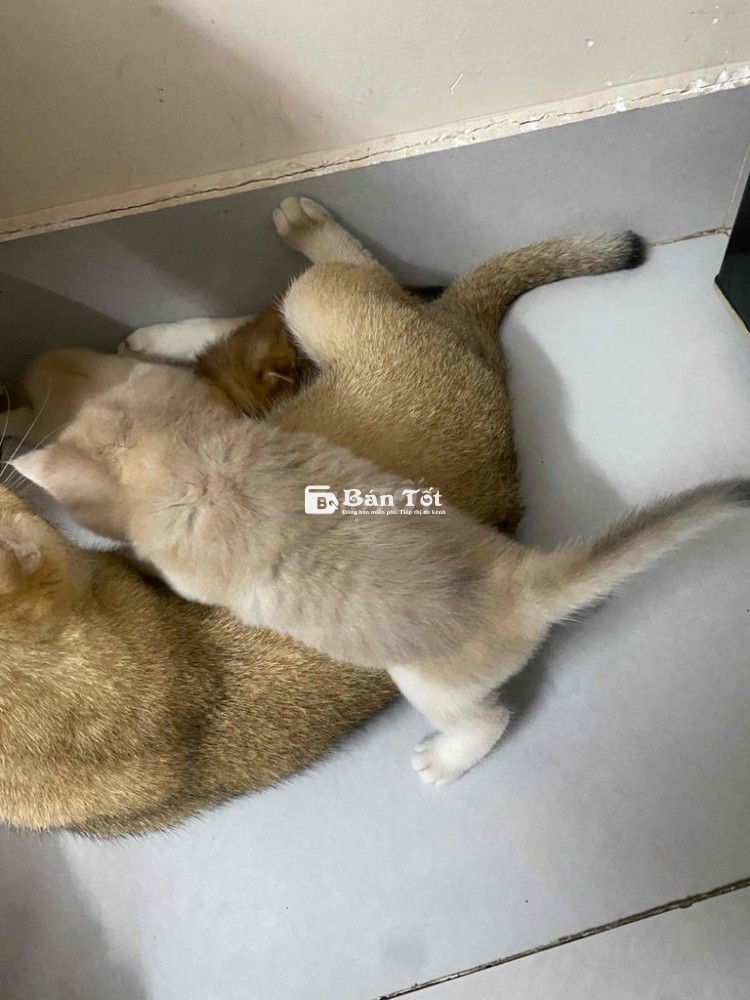 Nhận Giao Mèo Golden Thuần Chủng