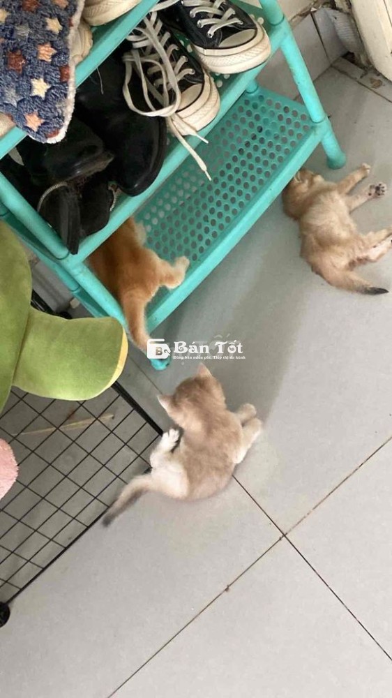 Nhận Giao Mèo Golden Thuần Chủng