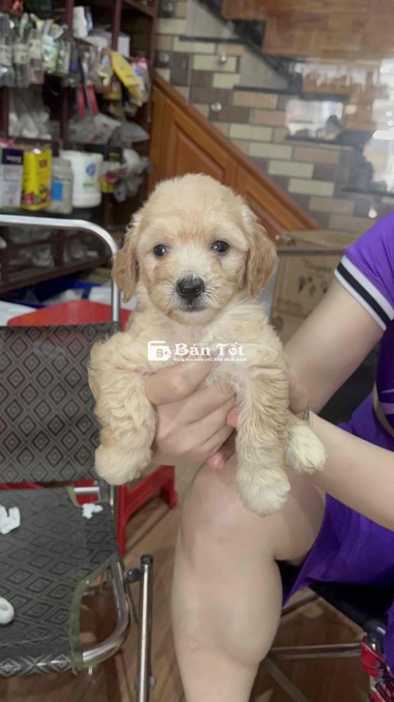 Bé poodle siêu đáng yêu nhà đẻ đã được tiêm ngừa