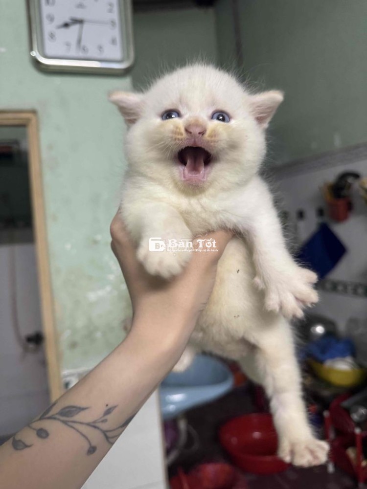 Cần Tìm Nhà Cho 2 Bé Mèo Anh Lông Ngắn  