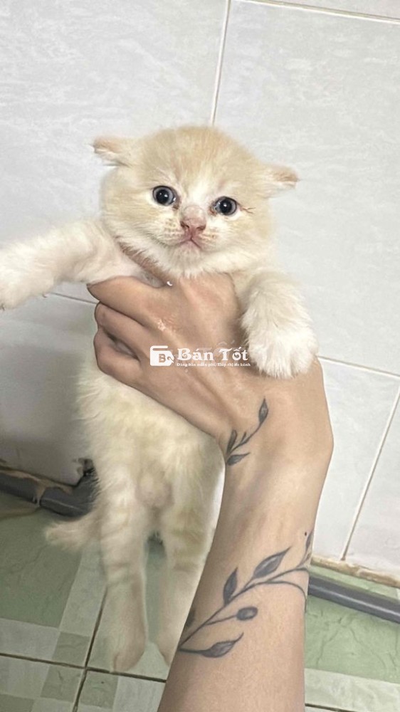 Cần Tìm Nhà Cho 2 Bé Mèo Anh Lông Ngắn  