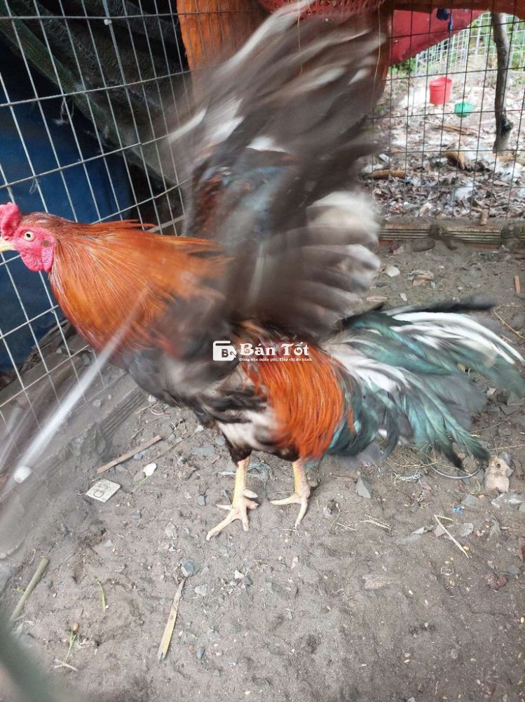 Nòi đẻn 2K, 2K1 sôi bội thanh lý!  
