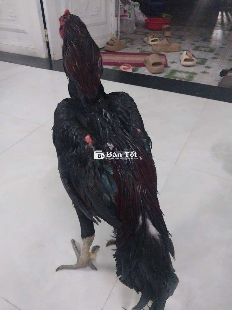 Gà chọi bị lỗi cánh, cân nặng 2,8 kg  