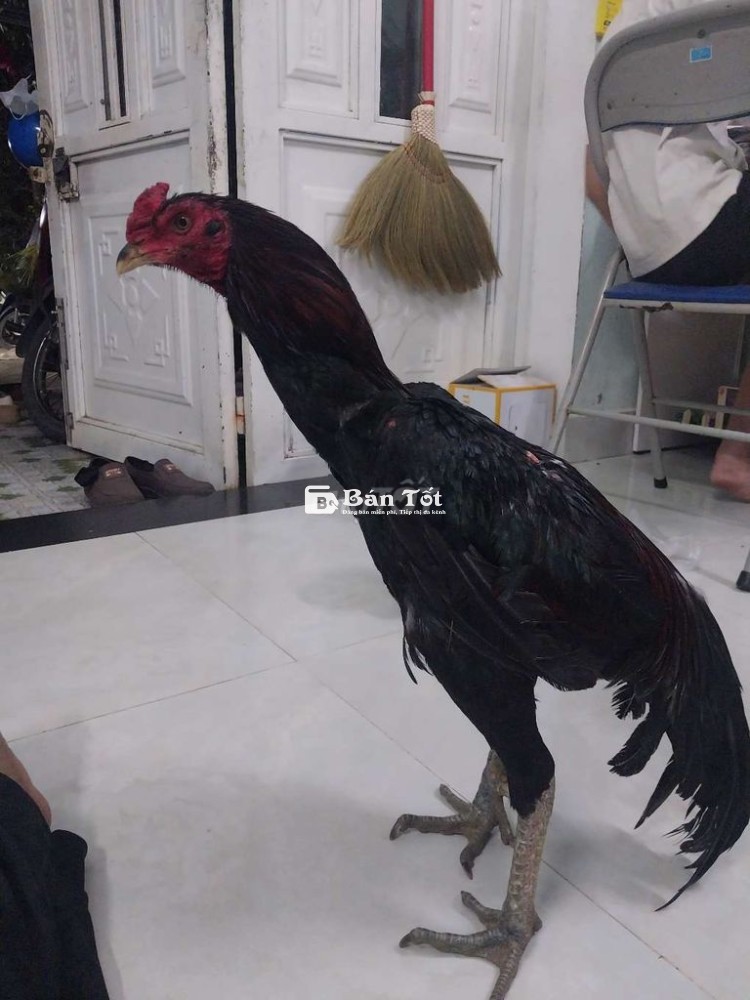 Gà chọi bị lỗi cánh, cân nặng 2,8 kg  
