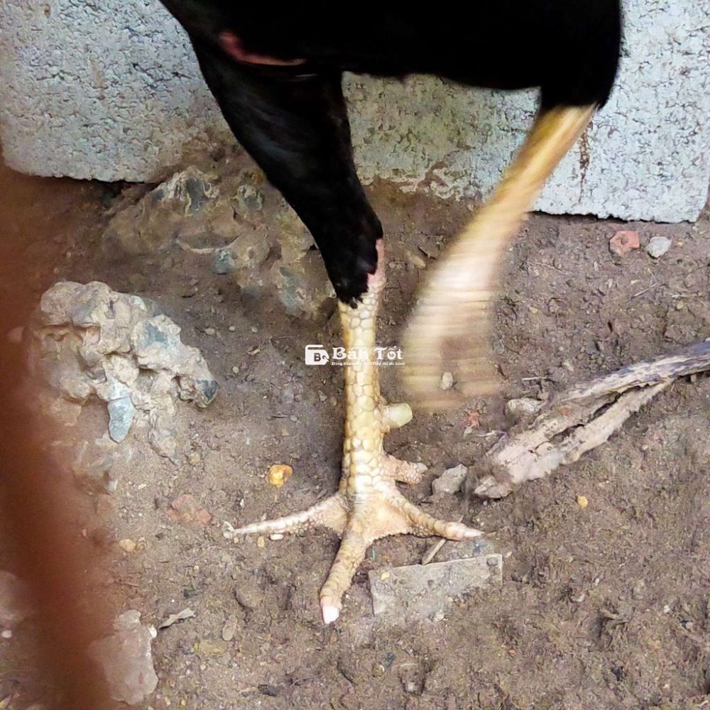 Gà Đòn Thái Siêu Lối - Chân Mỏ Mau - Có Video