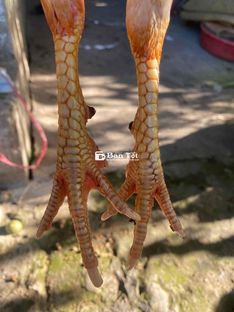 bướm 1k450