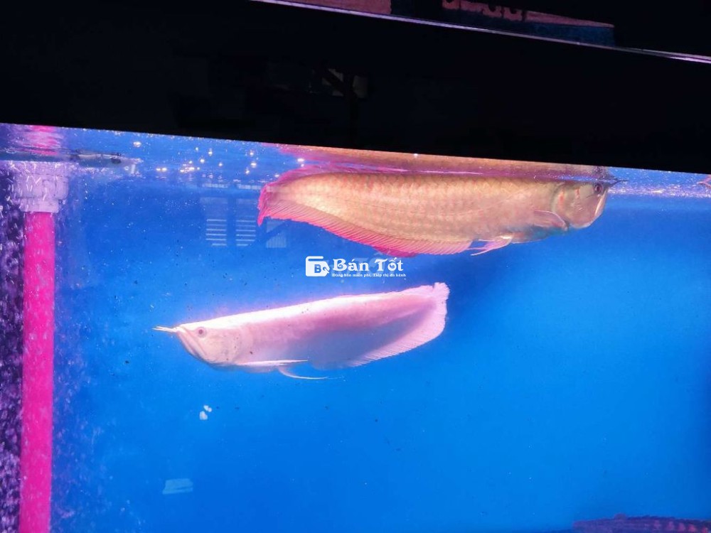 Thanh lý Kim Ngân Thường size 40+