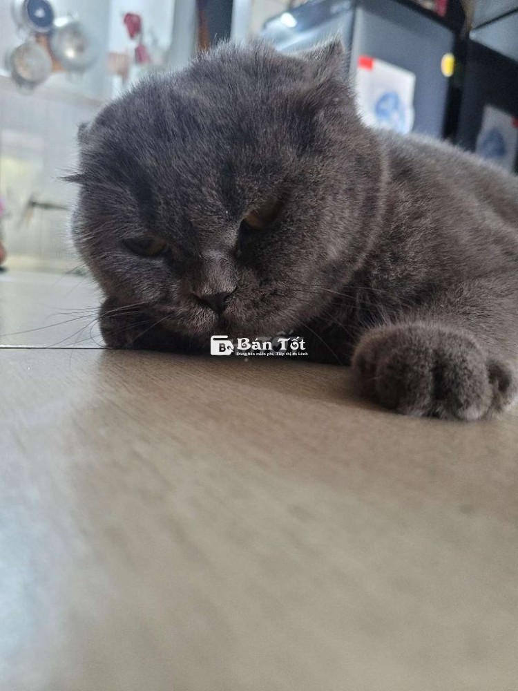Cần tìm gia đình yêu thương cho mèo Anh lông ngắn 3 tuổi