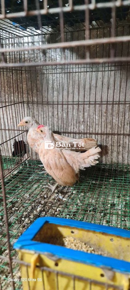 Gà Vảy Cá Vàng  