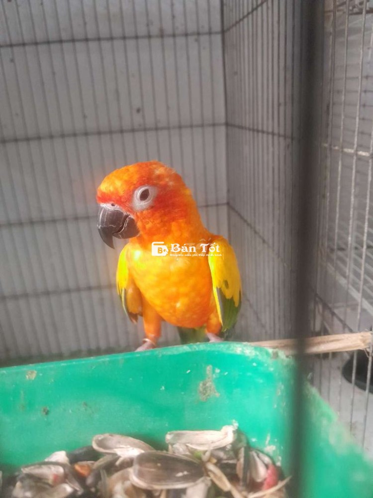 Gl vẹt chim vẹt Sun mái mình bán 5 triệu, hai giao lưu AC. Quan tâm vui lòng alô mình, cảm ơn chơi tốt. Duyệt tin loại chim. #GlVẹt #ChimVẹt #SunMái #BánChim #GiaoLưuAC #DuyệtTin #LoạiChim