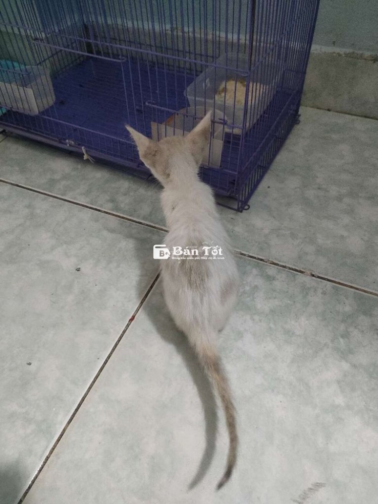 Mèo con cần tìm chủ