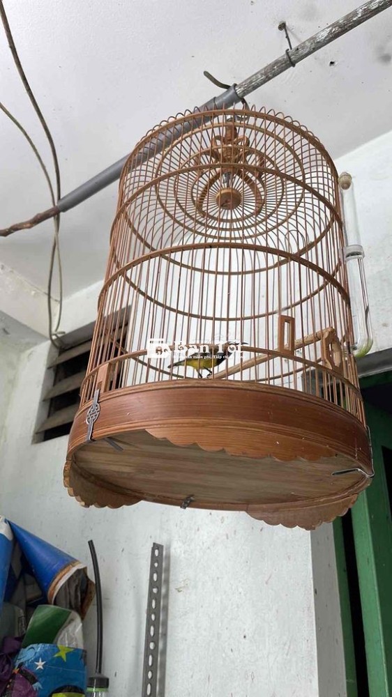 Bán bộ hút mật 5 màu 3 năm tuổi.