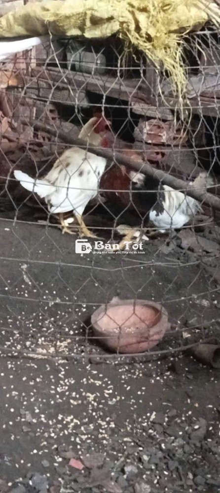 Gà tre lai hiện 1kg2 1kg3 gà zin 6th nhà đổ