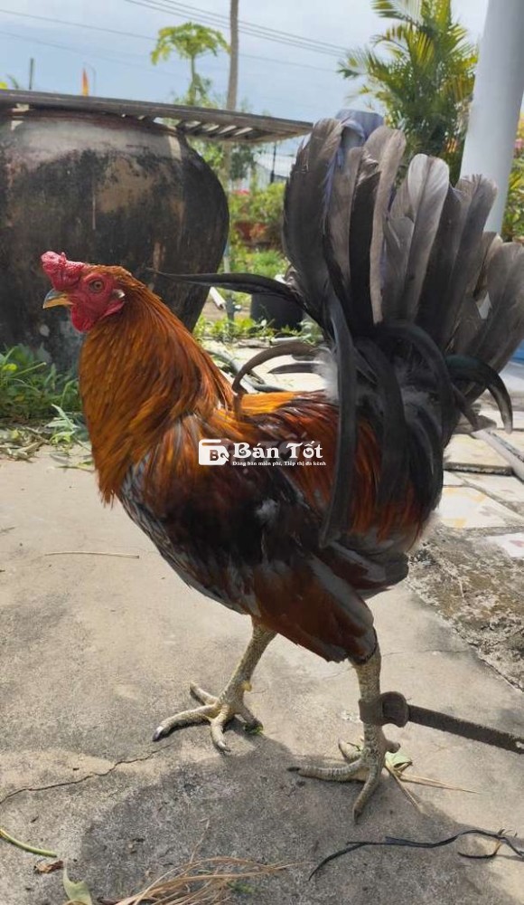 Xám Mỹ F1 2.6kg cua 1 ngón