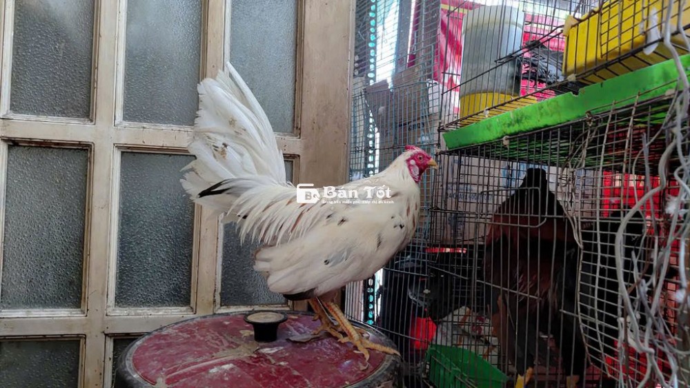 gà bướm mỹ 1,1 kg  cản mái