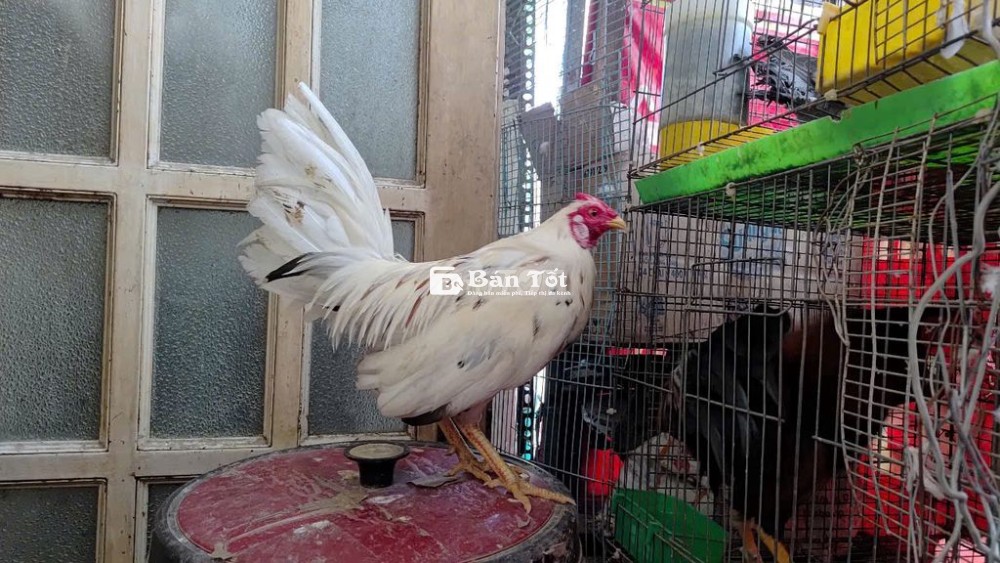 gà bướm mỹ 1,1 kg  cản mái